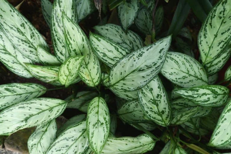 Aglaonema Silver Bay