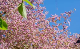 Congea tomentosa com flores lilás