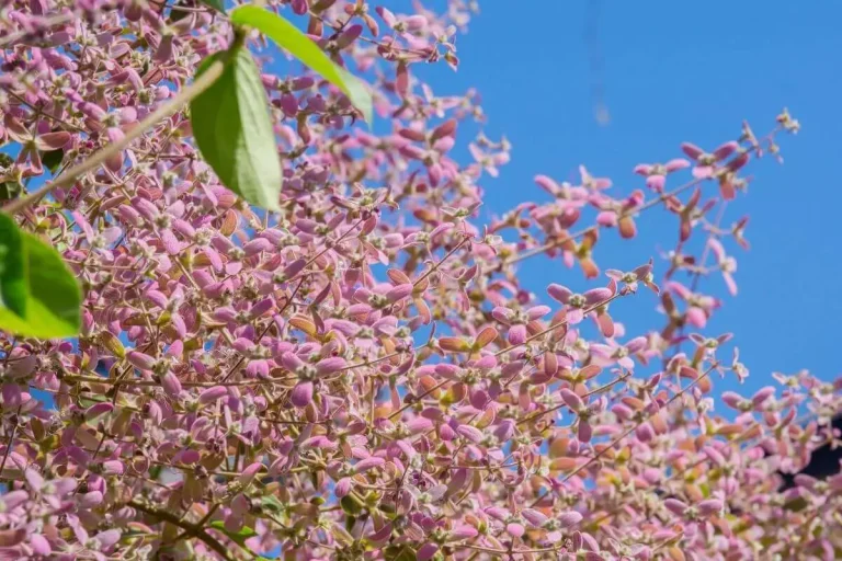 Congea tomentosa com flores lilás