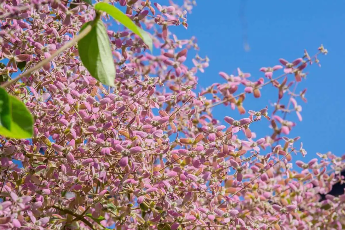 Congea tomentosa com flores lilás