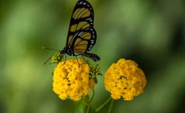 como atrair borboletas para o jardim