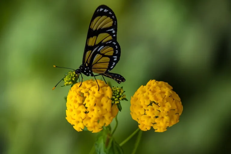 como atrair borboletas para o jardim
