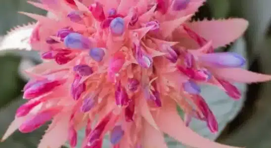 Aechmea fasciata com bracteas rosas e flores roxas e folhas verde manchadas