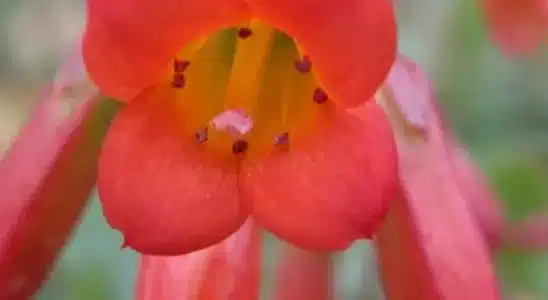 Flor vermelha da Kalanchoe manginii