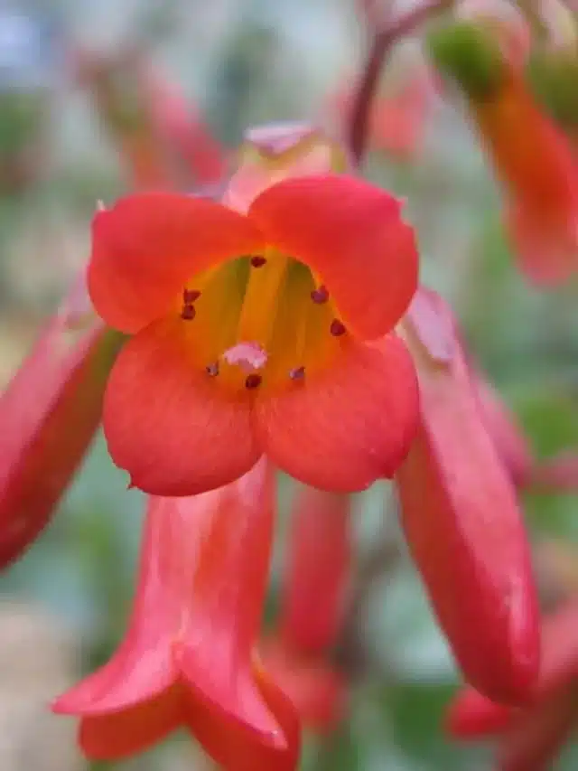Kalanchoe Manginii: Suculenta Com Flores Vermelhas