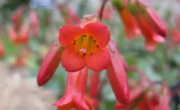 Flor vermelha da Kalanchoe manginii