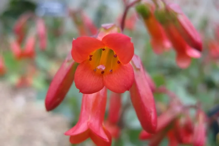 Flor vermelha da Kalanchoe manginii
