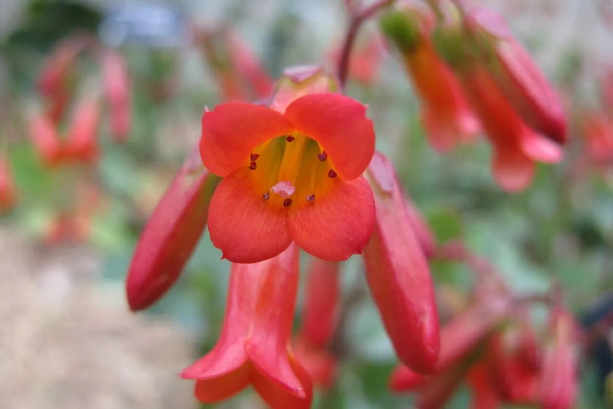 Kalanchoe Manginii: Suculenta Com Flores Vermelhas