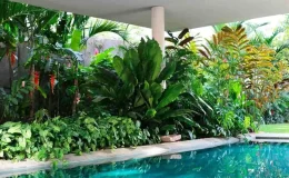 Decorando com plantas tropicais