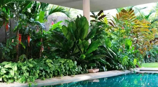 Decorando com plantas tropicais