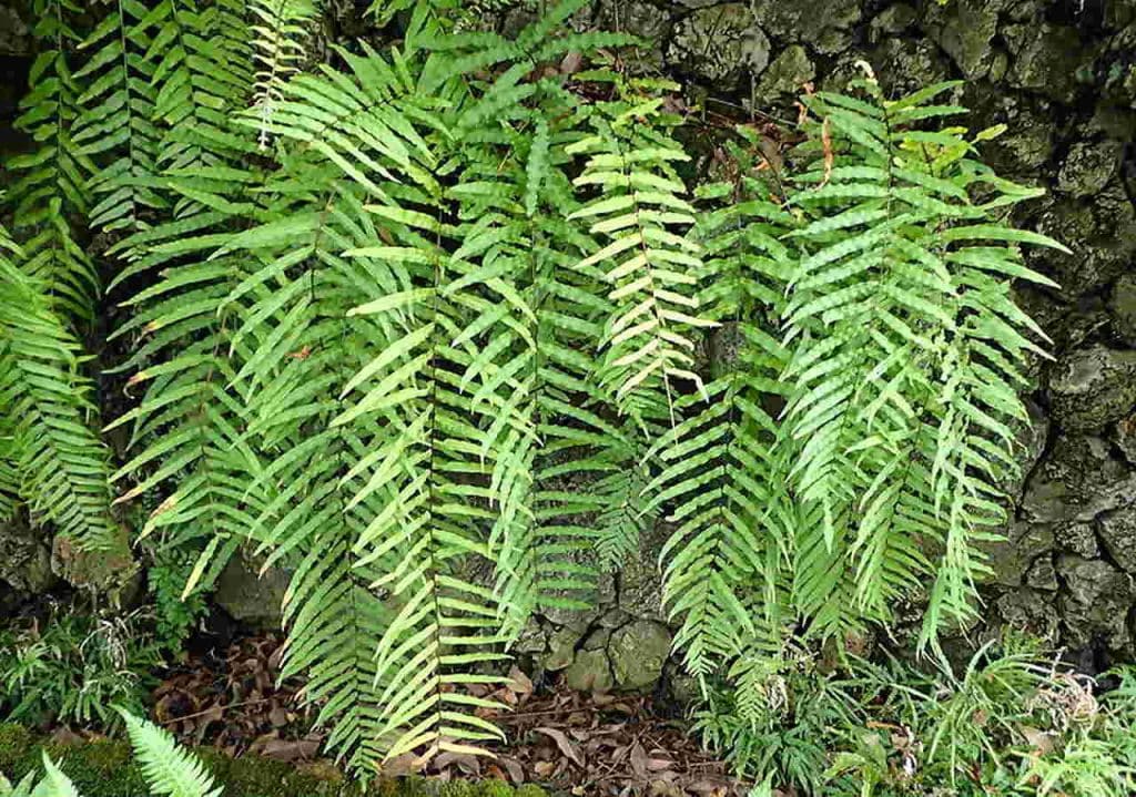 Samambaia-pluma - (Goniophlebium subauriculatum), plantas para varanda