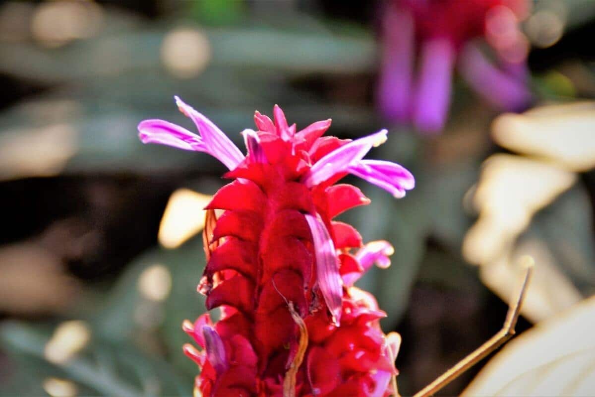 plantas para varanda