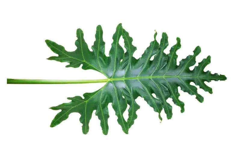 Plantas que gostam de água, Alocasaia portei