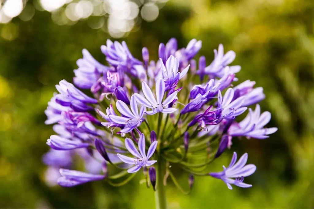 Flores para jardim resistentes ao sol, Tulbaghia violácea