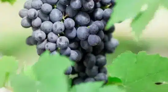 como plantar uva no quintal