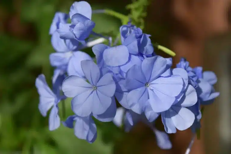 Flores para jardim resistentes ao sol