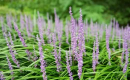 Liriope spicata com folhas verdes em fita e flores lilás