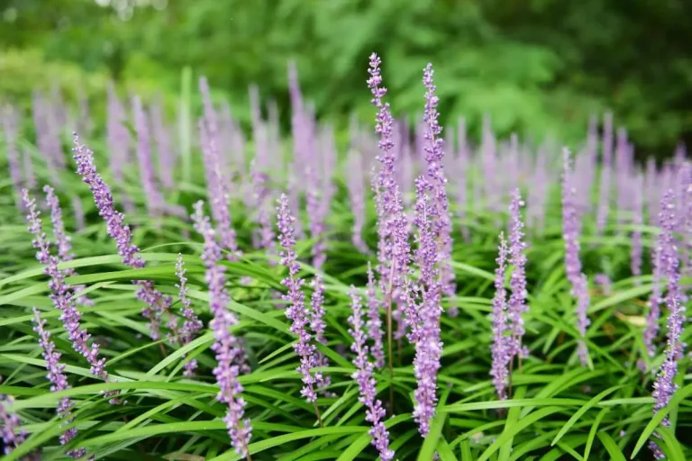 Liriope spicata com folhas verdes em fita e flores lilás