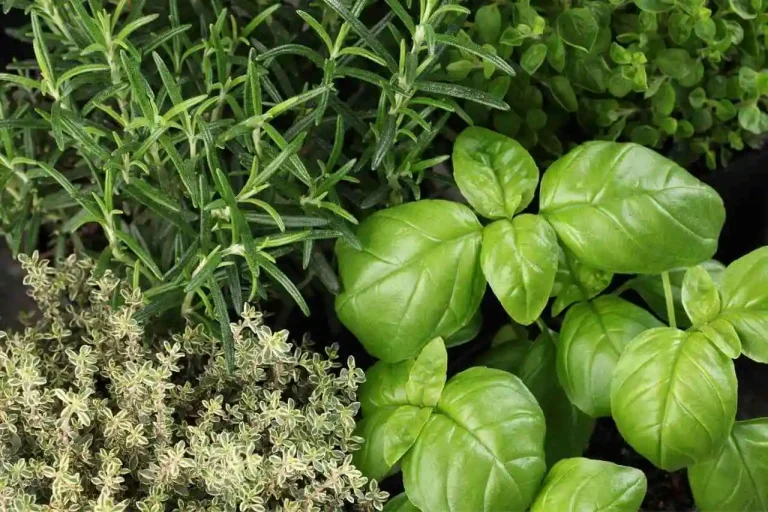 plantas companheiras