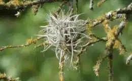 Tillandsia recurvata