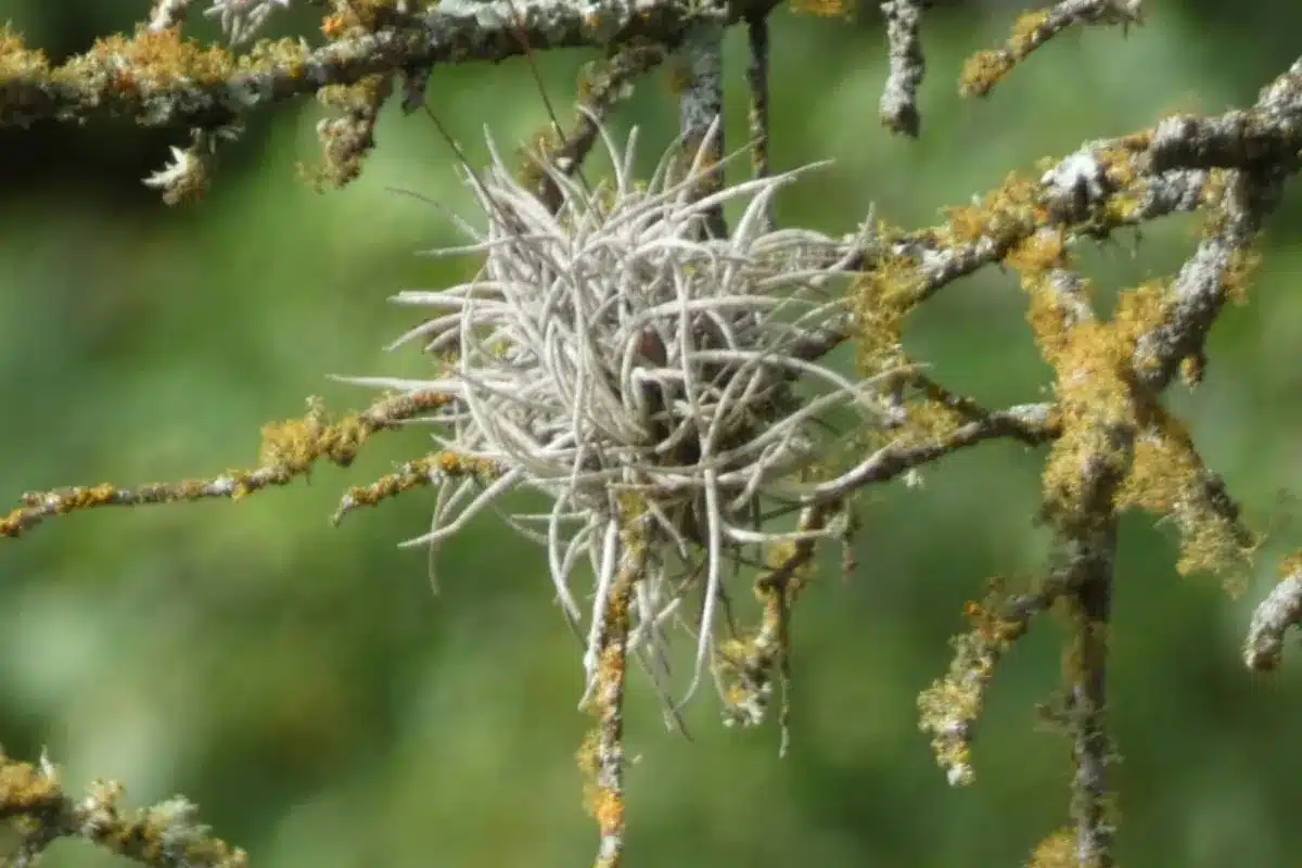 Tillandsia recurvata