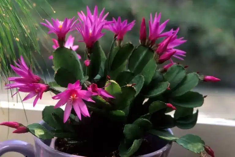 Cactos para dentro de casa, Rhipsalis