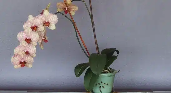 como cuidar de orquídeas em casa
