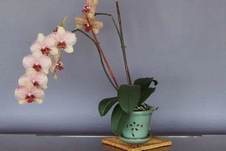 como cuidar de orquídeas em casa