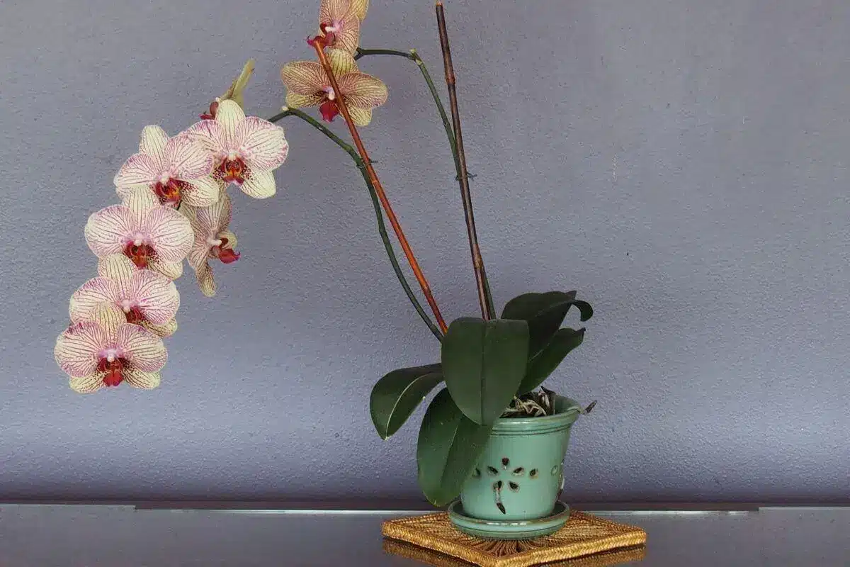 Como Cuidar De Orquídeas Em Casa E Garantir As Próximas Florações