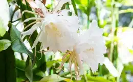 Epiphyllum oxypetalum