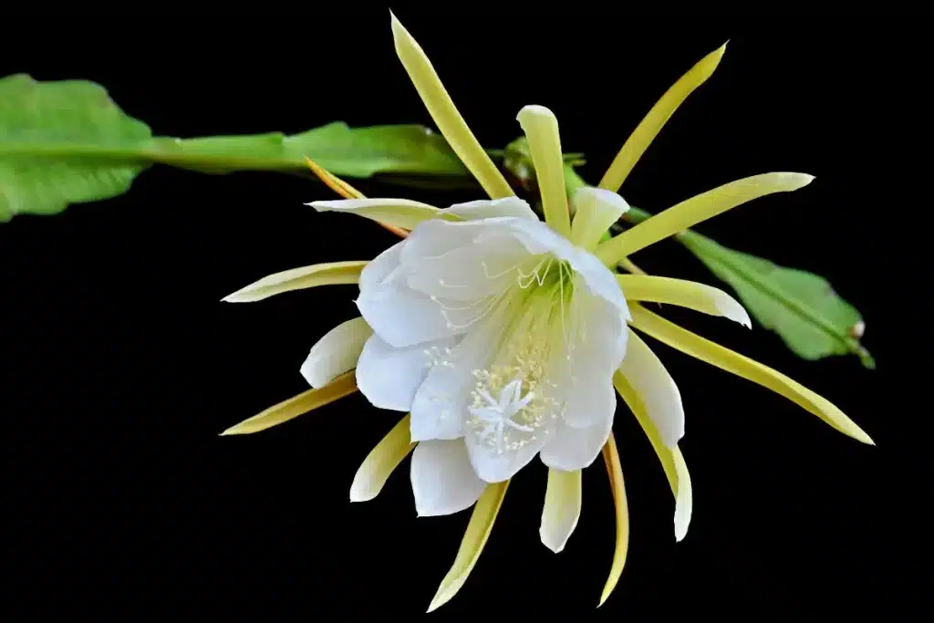 Epiphyllum oxypetalum flor e folha 
