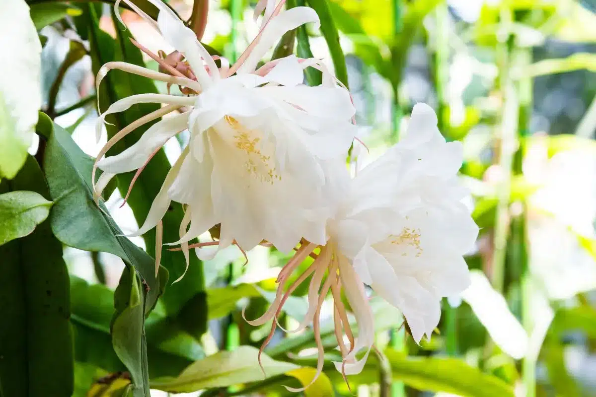 Epiphyllum Oxypetalum, O Cacto Dama-Da-Noite