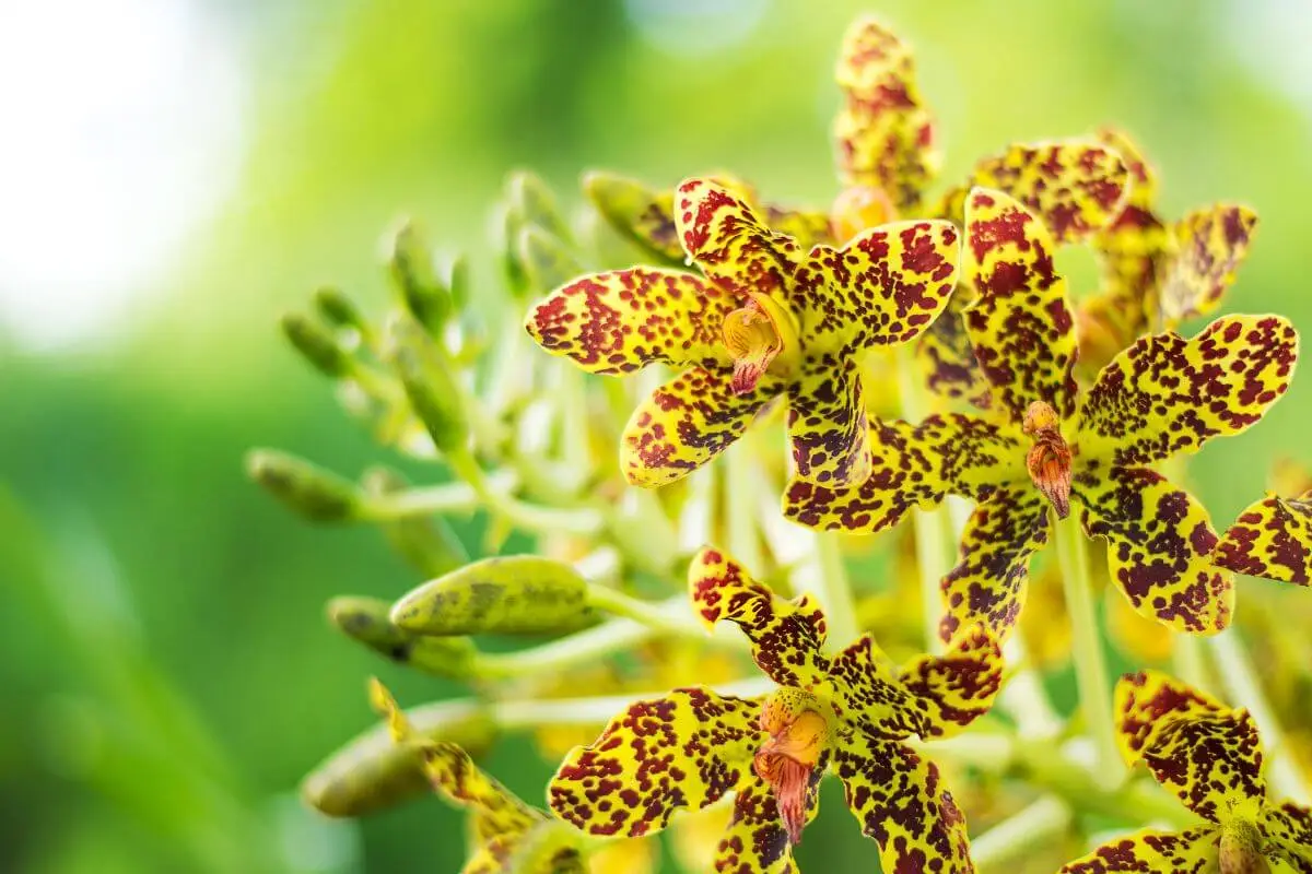 Orquídea-Tigre: Conheça A Maior Orquídea Do Mundo