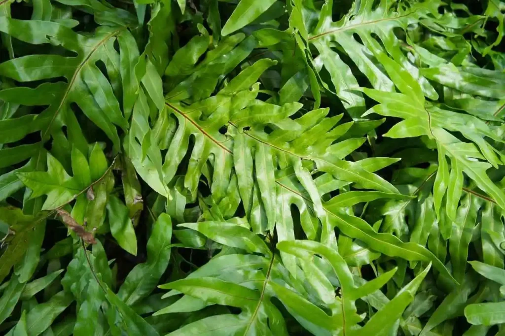 Folhas verdes da Samambaia-canguru, Microsorum Diversifolium
