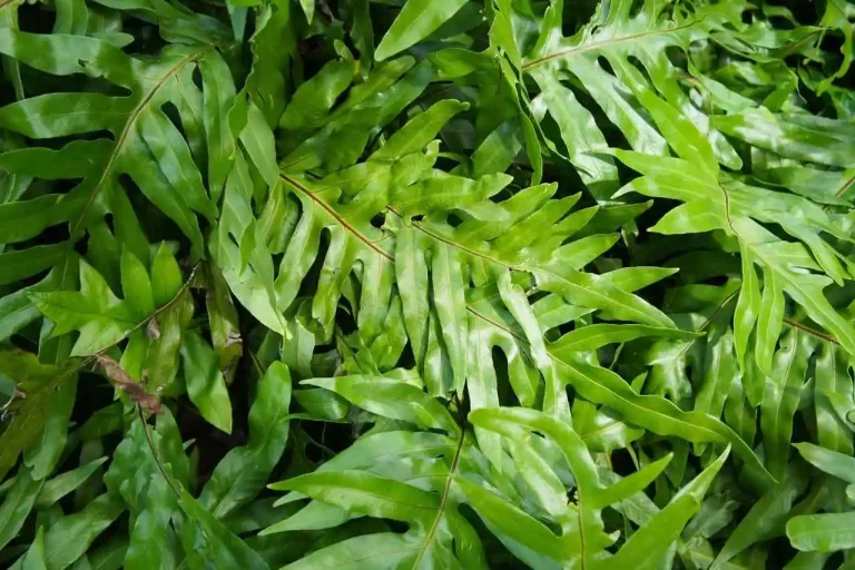 Samambaia-canguru, Microsorum Diversifolium