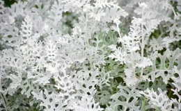 Senecio douglasii