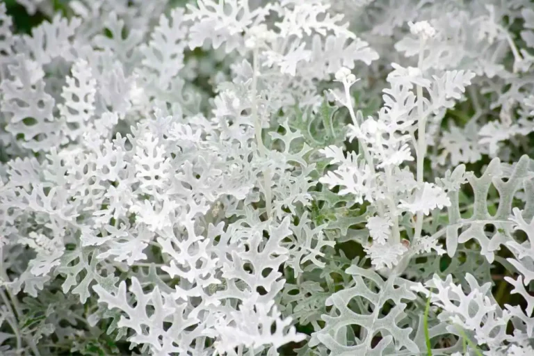 Senecio douglasii