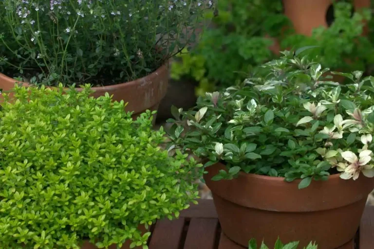 como fazer um minijardim de ervas