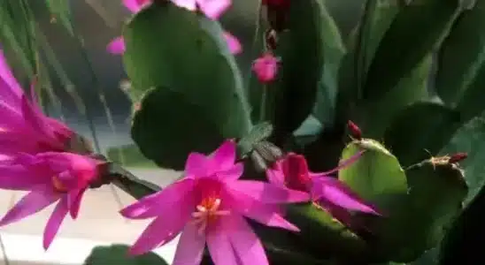 Cactos para dentro de casa, Rhipsalis