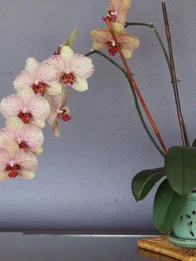 Como Cuidar De Orquídeas Em Casa E Garantir As Próximas Florações