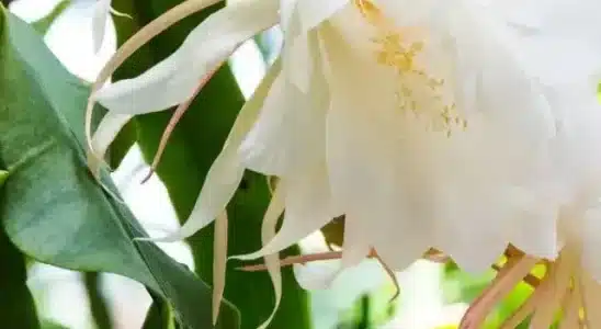 Epiphyllum oxypetalum