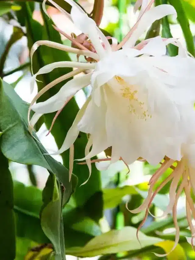 Epiphyllum Oxypetalum, O Cacto Dama-Da-Noite