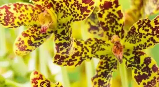 orquídea-tigre