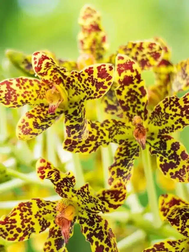 Orquídea-Tigre: Conheça A Maior Orquídea Do Mundo