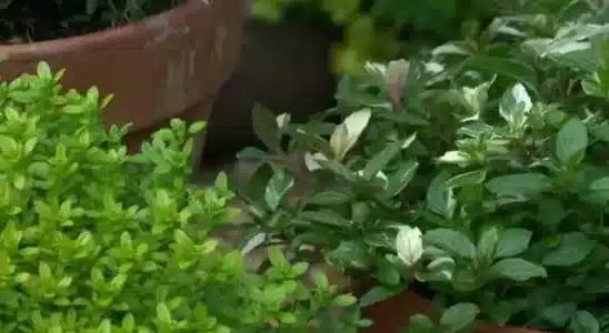 como fazer um minijardim de ervas
