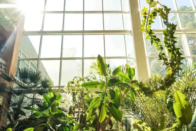 plantas para jardim de inverno