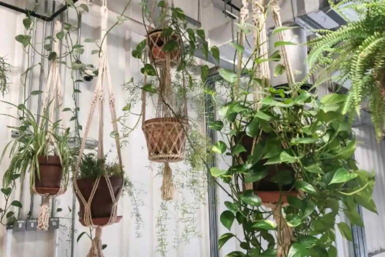 plantas pendentes de sombra