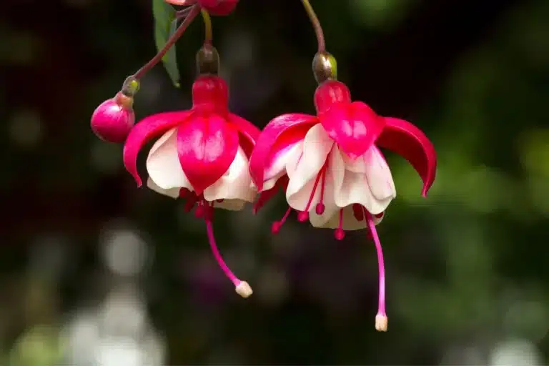 plantas-pendentes-para-varanda