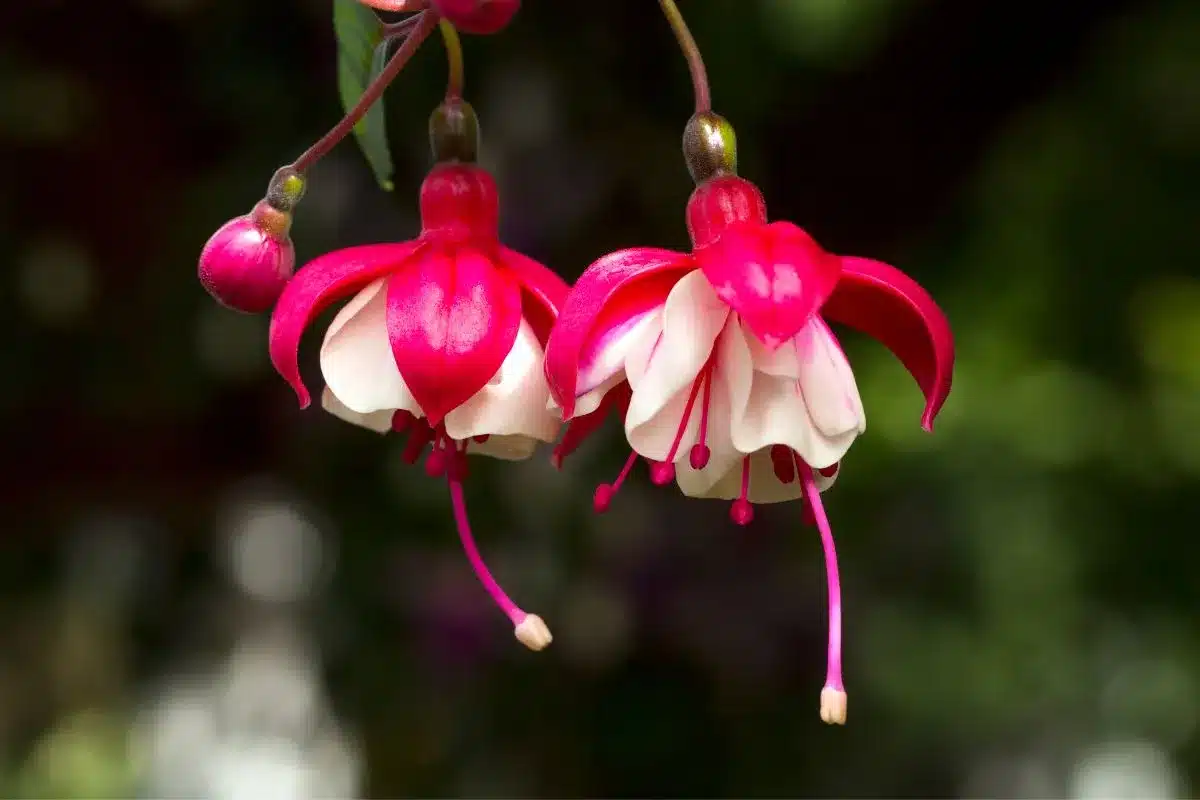plantas-pendentes-para-varanda