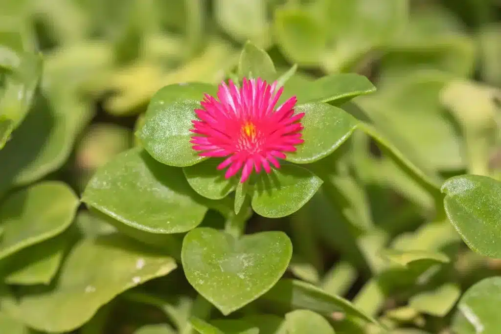 Aptenia cordifolia ou Rosinha-de-Sol com folhas verdes brilhantes e flor rosa
